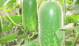 网红大瓜等你来开 朝阳吃瓜网51,朝阳吃瓜网51独家爆料，带你领略娱乐圈风云变幻